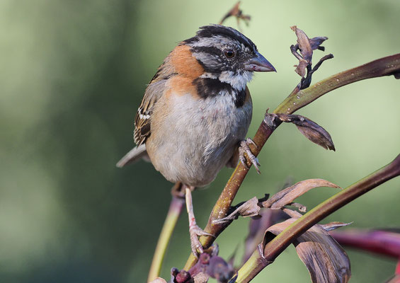 MORGENAMMER, RUFOUS-COLLARED SPARROW, ZONOTRICHIA CAPENSIS