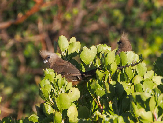 BRAUNFLÜGEL-MAUSVOGEL, SPECKLED MOUSEBIRD, COLIUS STRIATUS