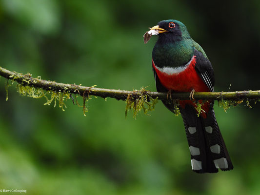 MASKENTROGON, MASKED TROGON - TROGON PERSONATUS