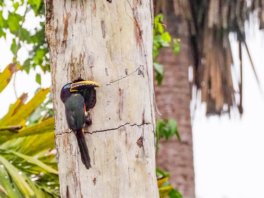Braunohrarassari, Chestnut-eared Aracari - Pteroglossus castanotis