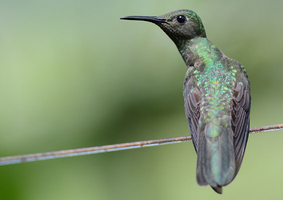 SCHUPPENBRUSTKOLIBRI, SCALY-BREASTED HUMMINGBIRD, PHAEOCHROA CUVIERII
