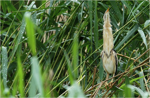 ZWERGDOMMEL, LITTLE BITTERN, IXOBRYCHUS MINUTUS