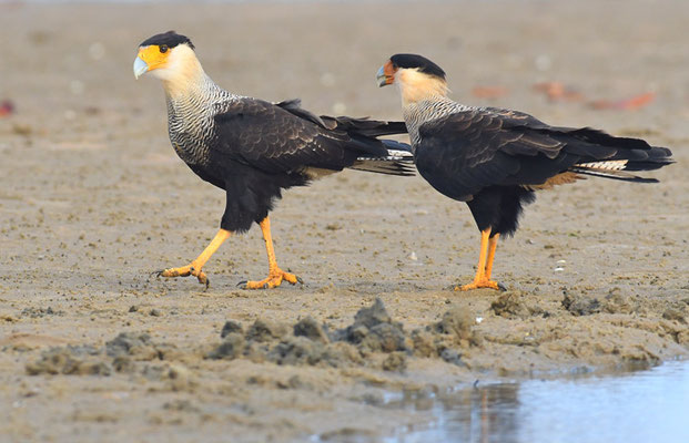 SCHOPFKARAKARA, SOUTHERN CARACARA, CARACARA PLANCUS