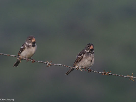 PAPAGEISCHNABELPFÄFFCHEN, PARROT-BILLED SEEDEATER - SPOROPHILA PERUVIANA
