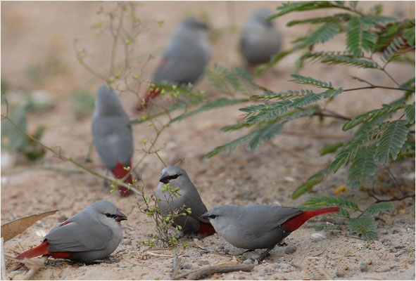 SCHÖNBÜRZELCHEN, LAVENDER WAXBILL, ESTRILDA CAERULESCENS