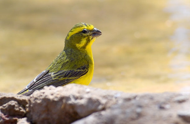 SCHWEFELGIRLITZ, BRIMSTONE CANARY, CRITHAGRA SULPHURATA