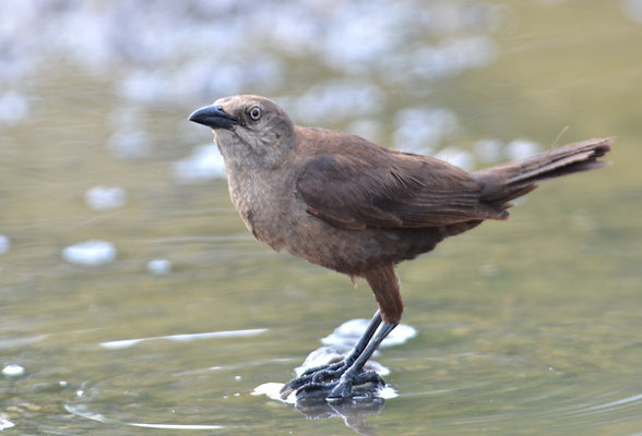 TRAUERGRACKEL, CARIB GRACKLE, QUISCALUS LUGUBRIS