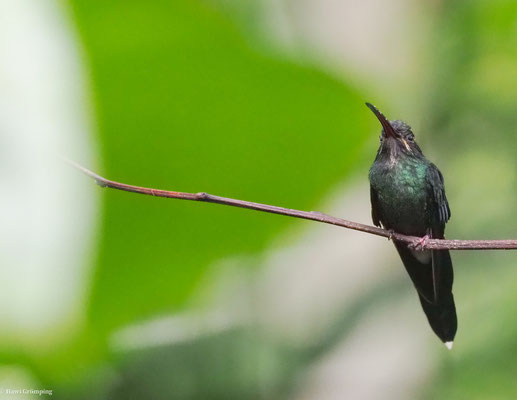 SMARAGD-SCHATTENKOLIBRI, WHITE-WHISKERED HERMIT - PHAETORNIS YARUQUI