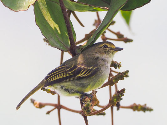 Choco-Kleintyrann, Choco Tyrannulet - Zimmerius albigularis