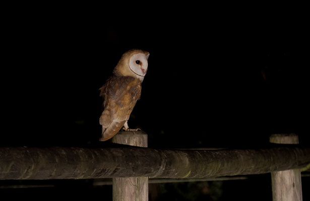 SCHLEIEREULE, BARN OWL, TYTO ALBA
