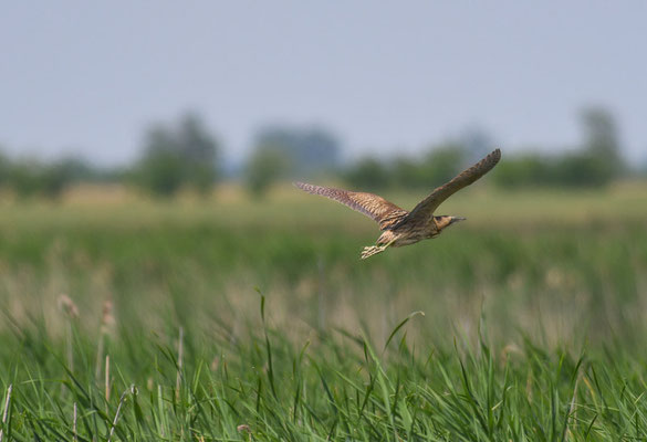 ROHRDOMMEL, BITTERN, BOTAURUS STELLARIS
