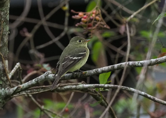BIRKENTYRANN, YELLOW-BELLIED FLYCATCHER, EMPIDONAX FLAVIVENTRIS