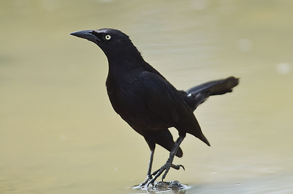 TRAUERGRACKEL, CARIB GRACKLE, QUISCALUS LUGUBRIS