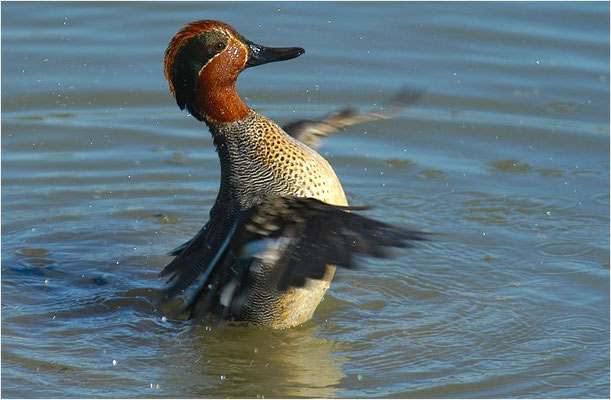 KRICKENTE, TEAL, ANAS CRECCA
