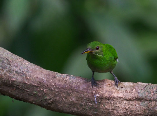 KAPPENNASCHVOGEL, GREEN HONEYCREEPER, CHLOROPHANES SPIZA