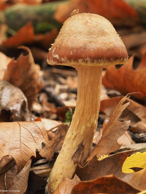 Gelbschuppiger Hallimasch - Armillaria lutea