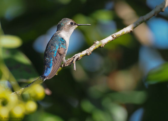 Bienenelfe, Bee hummingbird, Melisuga helenae