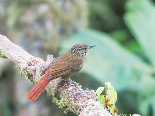 Streifenblattspäher, Lineated Foliage-gleaner - Syndactyla subalaris