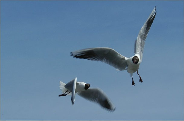 LACHMÖWE, BLACK-HEADED GULL, CHROICOCEPHALUS RIDIBUNDUS