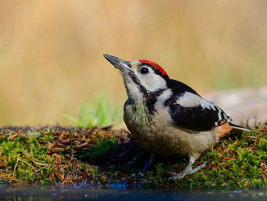 BUNTSPECHT, GREAT SPOTTED WOODPECKER, DENDROCOPOS MAJOR