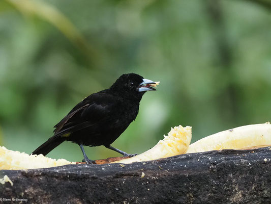 SCHWARZTANGARE, WHITE-LINED TANAGER - TACHYPHONUS RUFUS