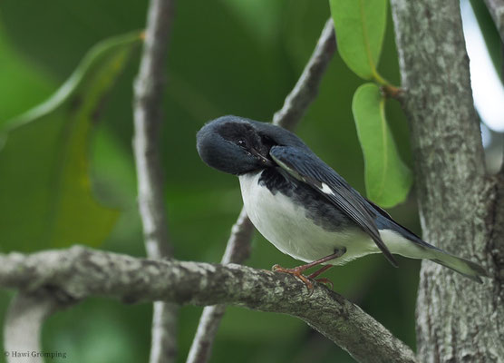 BLAURÜCKENWALDSÄNGER, BLACK-THROATED BLUE WARBLER, SETOPHAGA CAERULECENS