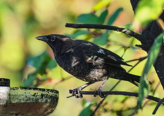 SEIDENKUHSTÄRLING, SHINY COWBIRD, MOLOTHRUS BONARIENSIS