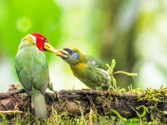 Andenbartvogel, Red-headed Barbet -  Eubucco bourcierii