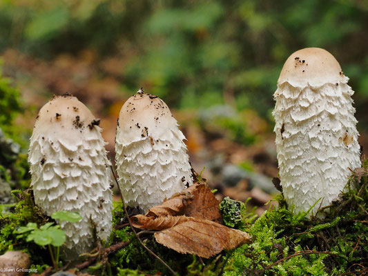 Schopf-Tintling - Coprinus comatus