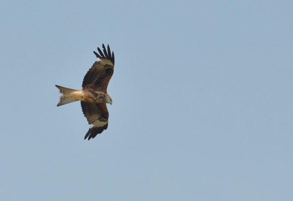 ROTMILAN, RED KITE, MILVUS MILVUS