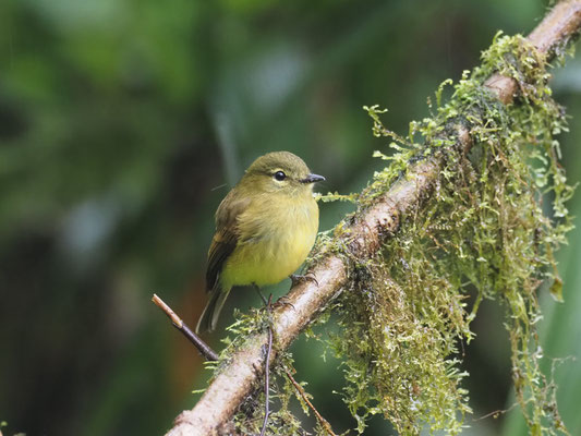 GELBZÜGEL-SCHNÄPPERTYRANN, FLAVESCENT FLYCATCHER - MYIOPHOBUS FLAVICANS