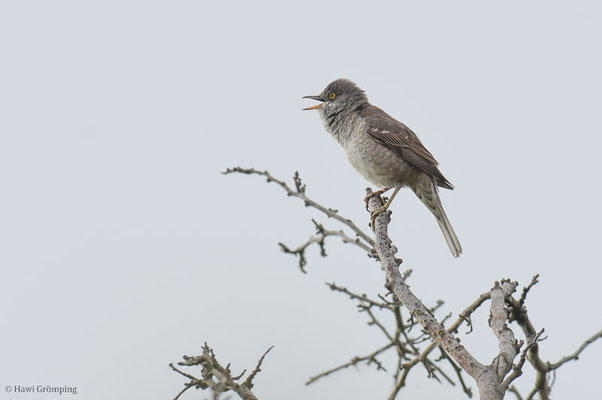 SPERBERGRASMÜCKE, BARRED WARBLER, SYLVIA NISORIA