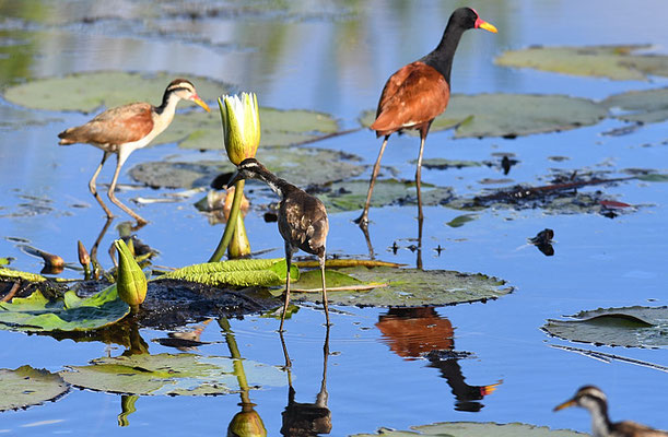 ROTSTIRNBLATTHÜHNCHEN, WATTLED JACANA, JACANA JACANA