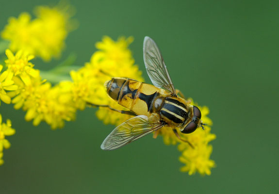 HELLE SUMPFSCHWEBFLIEGE, HELOPHILUS HYBRIDUS