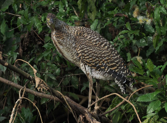 NACKTKEHLREIHER, BARE-THROATED TIGER-HERON, TIGRISOMA MEXICANUM