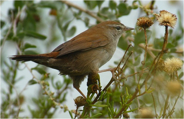 SEIDENSÄNGER, CETTI´S WARBLER, CETTIA CETTI