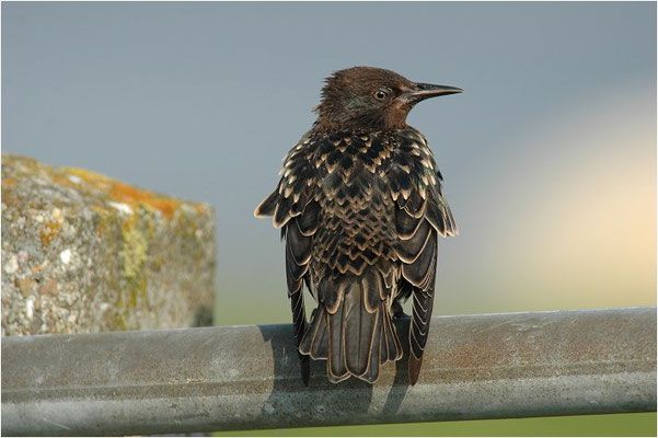 STAR, STARLING, STURNUS VULGARIS