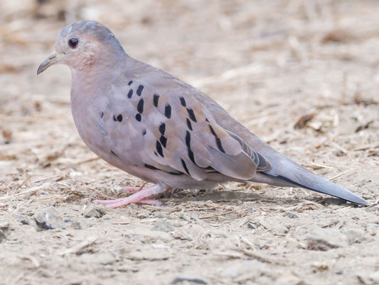 Blasstäubchen, Ecuadorian Ground-Dove - Columbina buckleyi