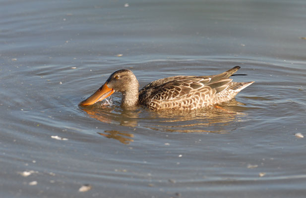 LÖFFELENTE, SHOVELER, ANAS CLYPEATA