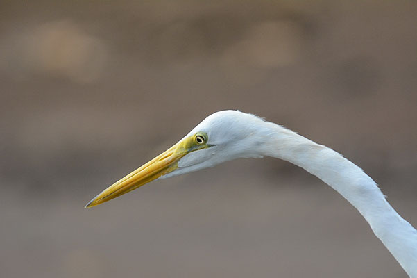 SILBERREIHER, GREAT EGRET, ARDEA ALBA