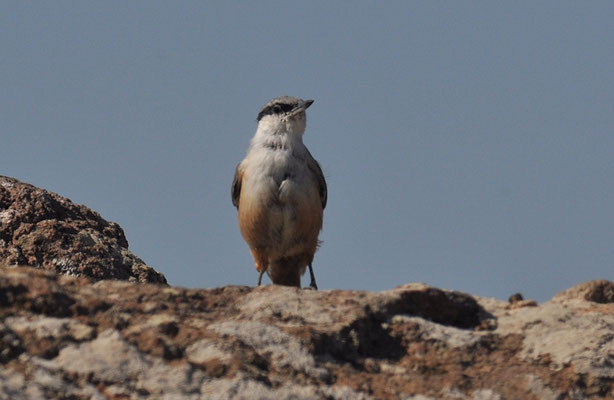FELSENKLEIBER, ROCK NUTHATCH, SITTA NEUMAYER