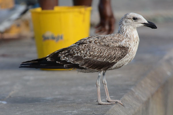 DOMINIKANERMÖWE, KELP GULL, LARUS DOMINICANUS