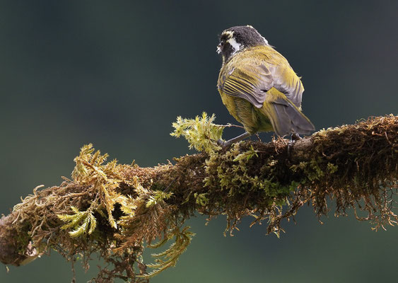 WEISSBRAUEN-BUSCHTANGARE, SOOTY-CAPPED BUSH-TANAGER, CHLOROSPINGUS PILEATUS