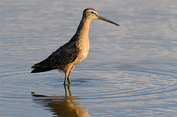 KLEINER SCHLAMMLÄUFER, SHORT-BILLED DOWITCHER, LIMNODROMUS GRISEUS 