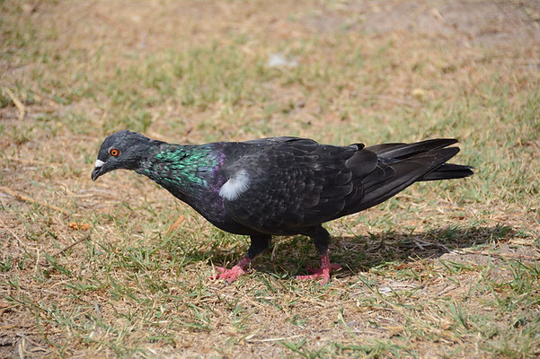 FELSENTAUBE, ROCK DOVE, COLUMBIA LIVIA