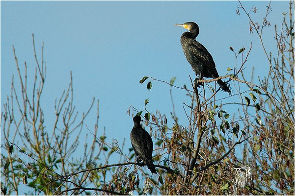 KORMORAN, GREAT CORMORANT, PHALACROCORAX CARBO