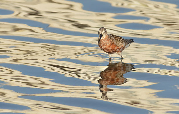 SICHELSTRANDLÄUFER, CURLEW SANDPIPER, CALIDRIS FERRUGINEA