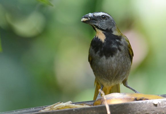 BUNTKEHLSALTATOR, BUFF-THROATED SALTATOR, SALTATOR MAXIMUS
