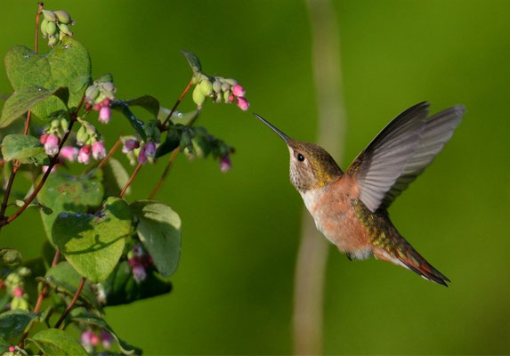 ROTRÜCKEN-ZIMTELFE, RUFOUS HUMMINGBIRD, SELASPHORUS RUFUS