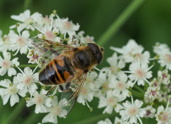 GEMEINE KEILFLECKSCHWEBFLIEGE, ERISTALIS PERTINAX